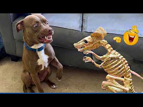 Impossible Not To Laugh 😂 Funniest Dog Reactions Ever