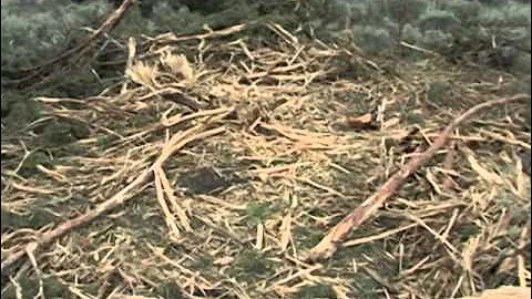 Juniper control improves habitat for sage-grouse, cattle, wildlife