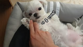 A theory of patting a cute puppy