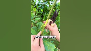 Simple method to propagate lemon tree #shorts #plantingtips