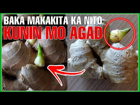 Video: Ano ang Cinnamon Basil: Alamin Kung Paano Magtanim ng Cinnamon Basil