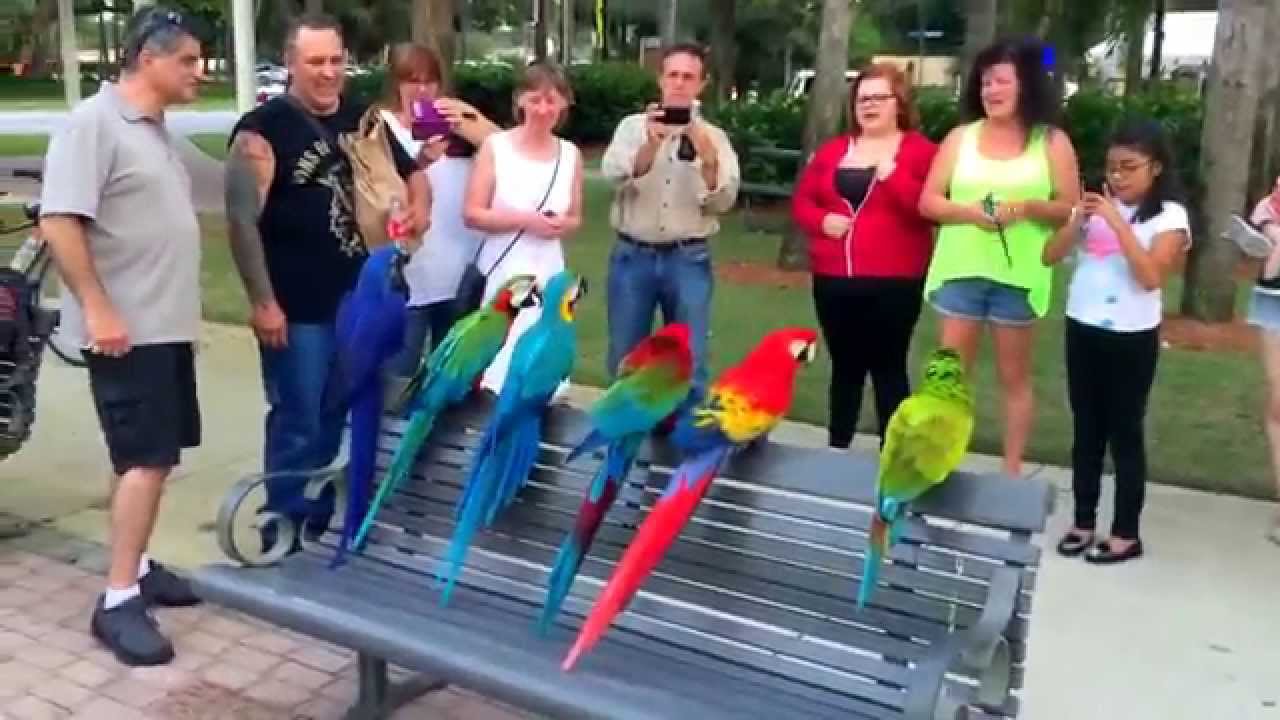 Macaw Parrots Enjoying The Taste Of Bonita Festival Bird Gardens