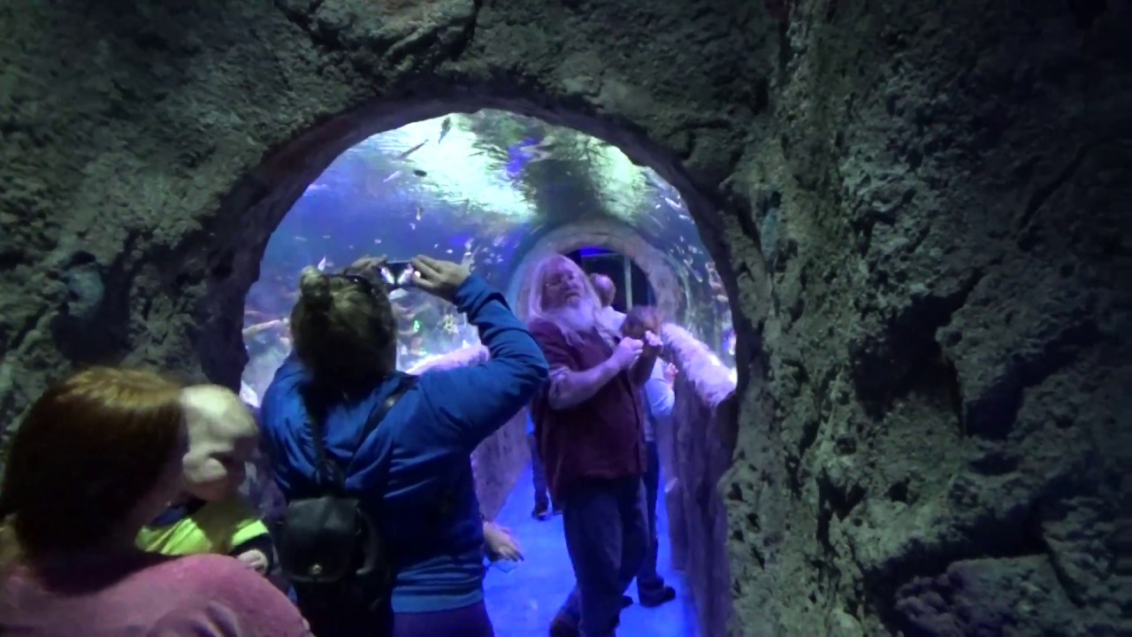 the 1st walk through tunnel at via aquarium in rotterdam ny youtube