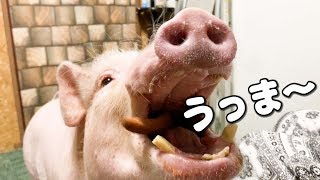ミニブタつくねがサクサクパンを食べます！