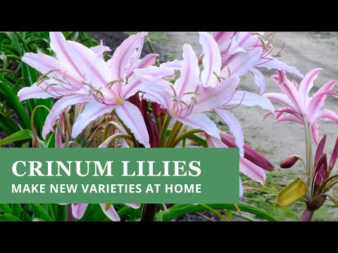 Video: Crinum Lilies - Vidokezo vya Kutunza Mmea wa Crinum