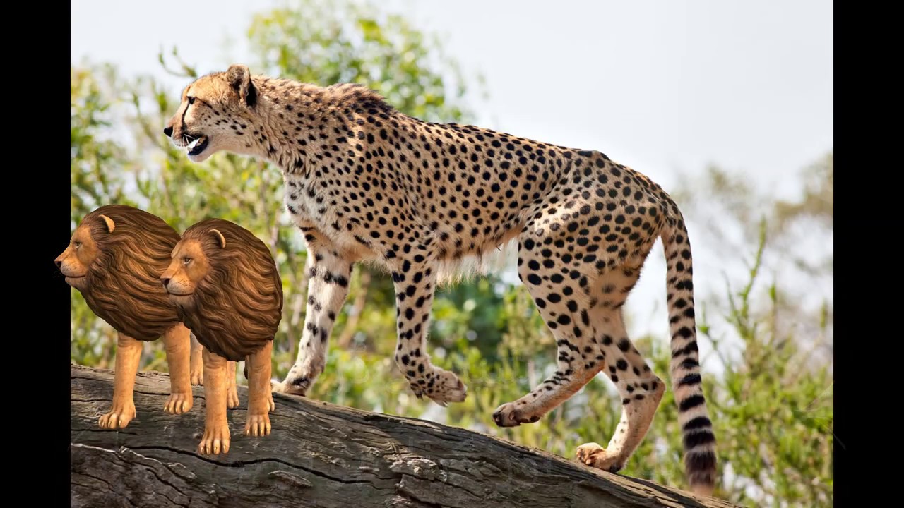 zoo urdu poem چڑیا گھر - YouTube