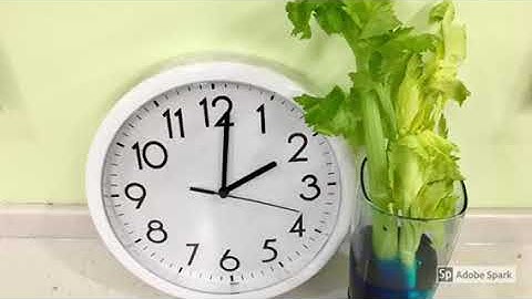 Colorful Celery Tree Experiment for Maple Sugaring Days