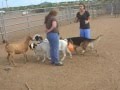 German Shepherd learning how to herd goats German Shepherd learning how to herd goats