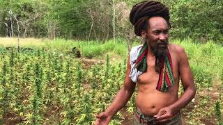 Ziggy - The Small Ganja Farmer