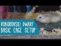 Roborovski Dwarf Hamster: Basic Cage Setup