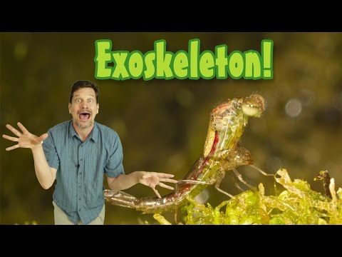 Video: Exoskeleton-laajennus: Kävely- Ja Juoksutalouden Parantaminen