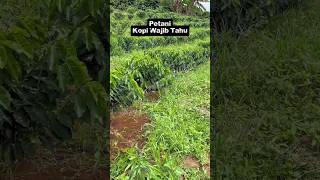 Sistem Pagar Bikin Bersihin Gulma Lebih Cepat! Petani Kopi Wajib Tahu