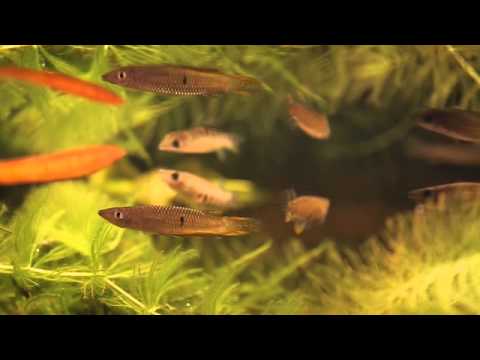 Wideo: Aplocheilus Lub Jasnooki Dey (Aplocheilus Dayi)