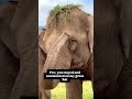Help me grow my channel comment please #elephantlovers #elephantlove #sanctuary #elephantjunglesanct