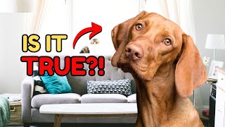 8 Dog Myths You Should Stop Believing by Dog Talks 272 views 10 days ago 4 minutes, 31 seconds