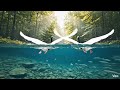 Crystal Clear Mountain River with Swans � White Noise & Water Flow Sounds for Study and Focus