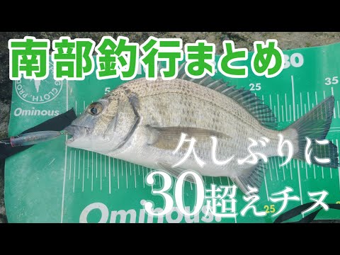やっといいチヌきたー　南部釣行まとめ　2024年8月21日【沖縄　ルアー釣り】