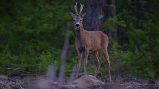 Szczekanie kozła sarny - barking roe deer 11.05.2019