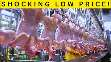 Low-Cost Automatic Poultry Slaughter Line | Eruis Compact Solution