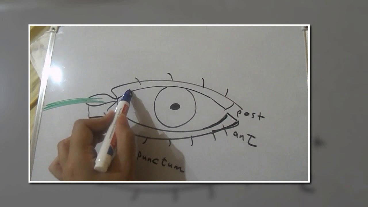 lacrimal system 1