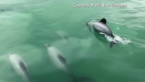 Drones fly to protect rare New Zealand dolphins
