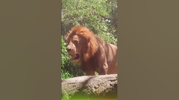 devayat khavad || lion status ||whatsapp status || dialogue ||gir ni moj || gujrati ho ||