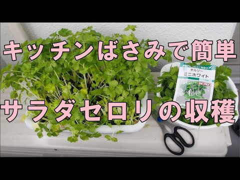 ベランダ菜園 キッチンばさみで簡単 サラダセロリの収穫の仕方 ダイソーの水切りカゴで簡単水耕栽培 Youtube