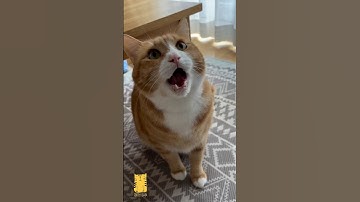 Funny Cat & Cute Kittens627😻 #shorts #kucing #kucinglucu #funny #pet #cat #foryou #viral #viralvideo