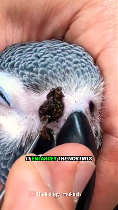 Mengapa Anda harus menggali hidung burung beo Mengapa Anda harus menggali hidung burung beo