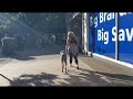 Want to see what a weimaraner can learn in 2 weeks? | Off-Leash K9 Training