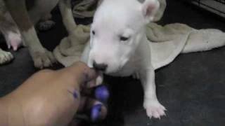 Akc Bull Terrier