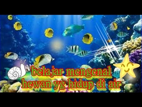  Belajar  mengenal macam macam hewan  yang  hidup  di  air  dalam  