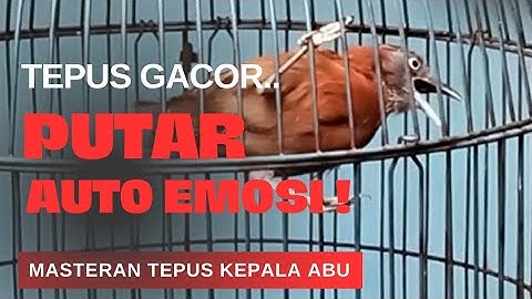 ‼️SUPER GACOR MASTERAN TEPUS KEPALA ABU YANG PASTI BIKIN EMOSI TEPUS LAIN