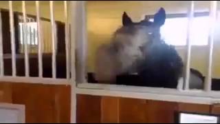 Ржачная лошадь Юмор! Прикол! Смех Ржачная лошадь Юмор! Прикол! Смех