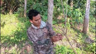 mikat burung kemade bunga api merah yang sangat cantik
