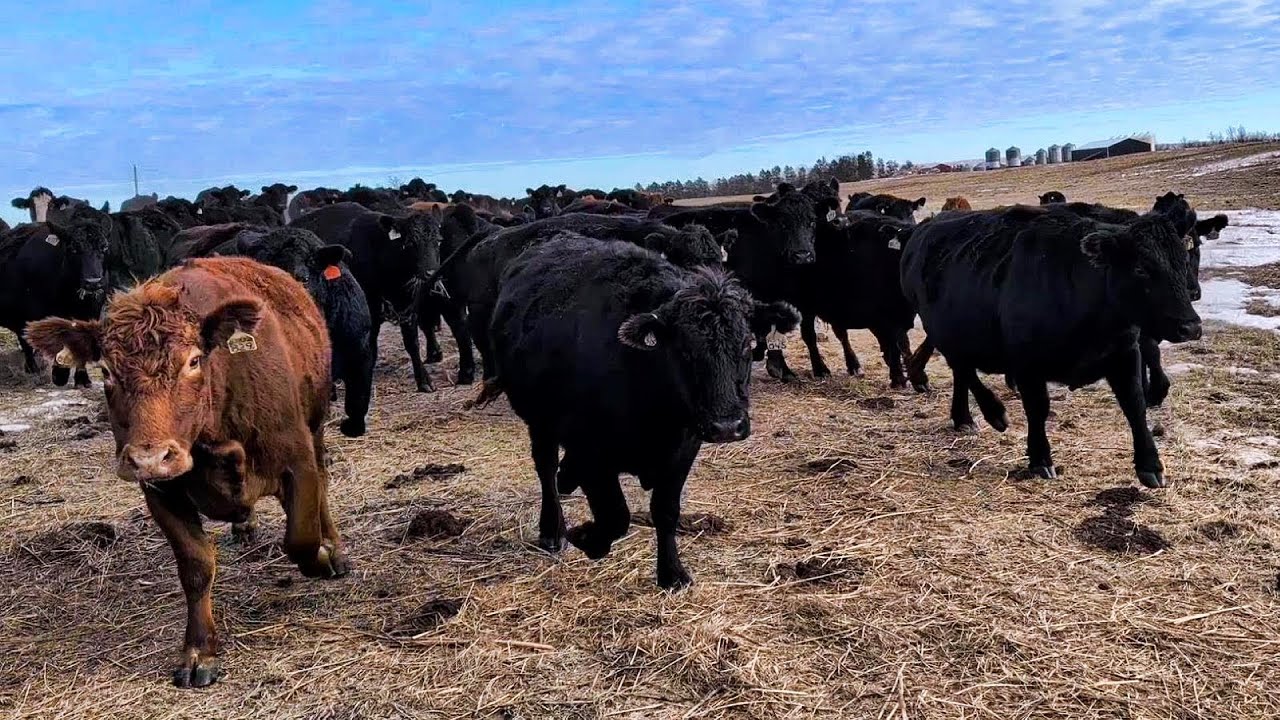 Наплыв! Продажа телок