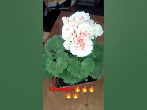 Пеларгония Denise (Денис) - YouTube