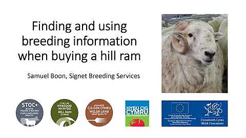 The New Welsh Hill Sheep Breeding Index Webinar | ...