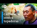 Los últimos nómadas de Borneo | DW Documental