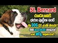 St Bernard Dog Complete Information Including Price,Maintenance, | World's BIGGEST SAINT BERNARD DOG