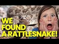 It&#39;s A RATTLESNAKE!!  Freaked Us Out!!  STAY AWAY! (Large Family Life)