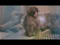 朝ごはんの後うたた寝するパンチ君🐵毛繕いされるパンチくん/punchmonkey