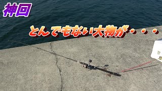 【衝撃】堤防から10ｍ以内のちょい投げでえげつない魚が釣れた。