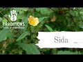 Sida Sida
