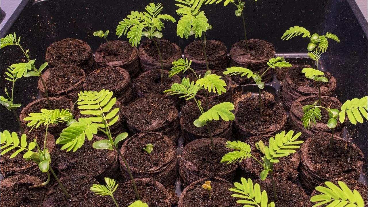 Mimosa Tree Seedlings Time Lapse 2 YouTube