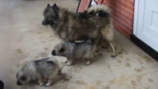 Keeshond Puppies For Sale