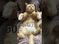 【猫ダンス🐾/悠里~ビリミリオン】生きてるだけでまるもうけ~ #cat #猫 #shorts