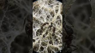 These Ants Farmed 50M Years Before Us 🐜🍄 #NatureSecrets #Biology #Ants