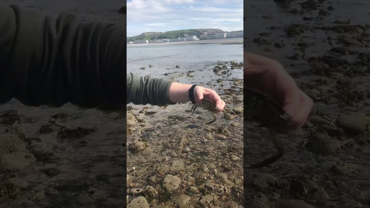 Ocean animals - YouTube