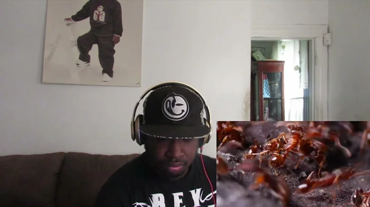 The Traumatizing Reality of Being An Ant REACTION